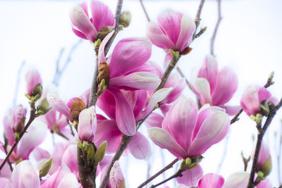 Close-up of pink cherry blossoms