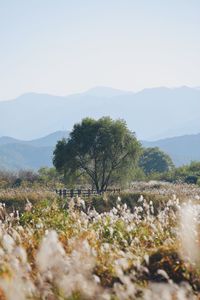 Scenic view of field against clear sky