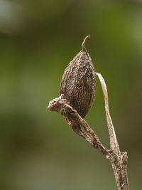 close-up