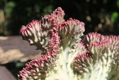 Pink euphorbia lactea cristata cactus plant with sunshine