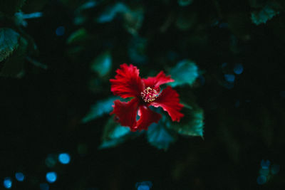 Close-up of red hibiscus blooming in garden