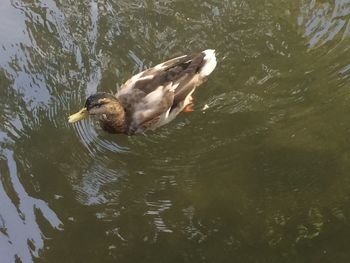 High angle view of mallard duck in water