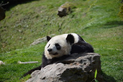 Close-up of an animal