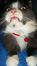 Close-up portrait of a cat