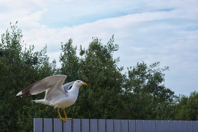 Seagull perching on railing against sky