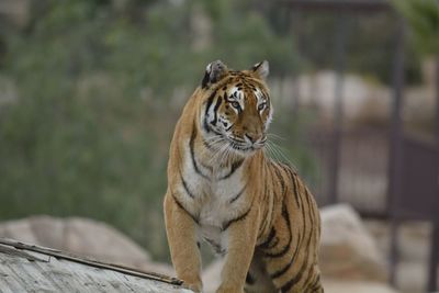 Close-up of tiger standing in zoo