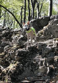 Portrait of dog standing on rock