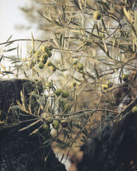 Close-up of white flowering plant on field