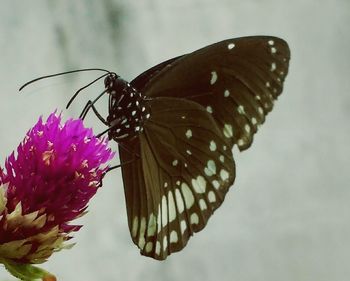 Close-up of butterfly on flower