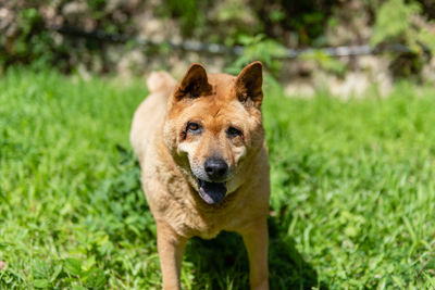 Portrait of a dog on field