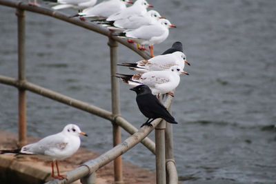 Seagulls perching on wooden post