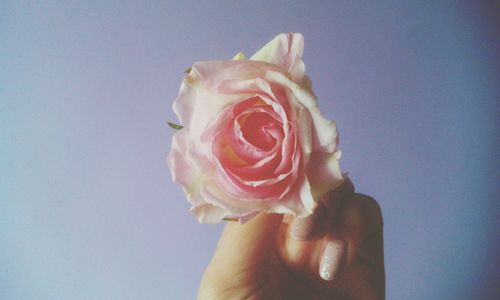 Cropped hand of woman holding rose against wall