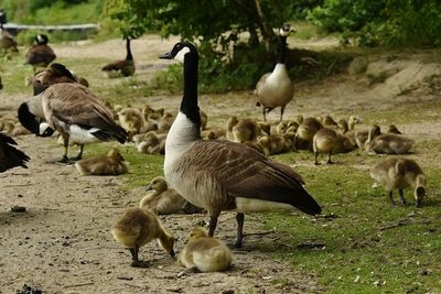 Flock of birds on field