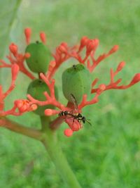 Close-up of red berries on plant