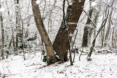 Bare trees in forest during winter