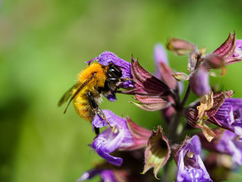 Close-up of bee pollinating on purple flower