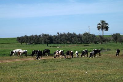 Cows grazing on field against sky