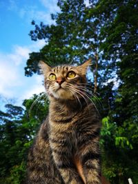 Low angle view of a cat