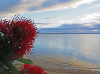 Close-up of red flower in sea against sky