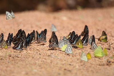 Close-up of butterfly on field