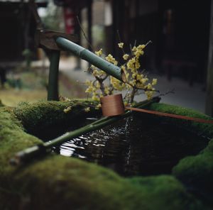 Close-up of plant growing in garden