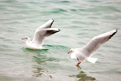 Seagulls landing on water