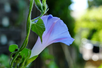 Close-up of flowering plant