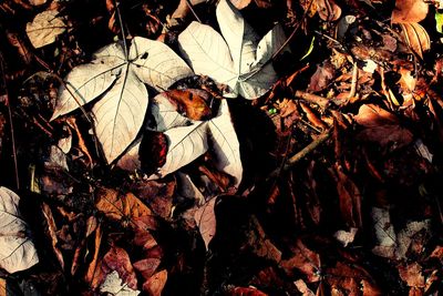 High angle view of dry leaves on field