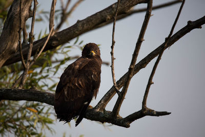 Low angle view of eagle perching on branch