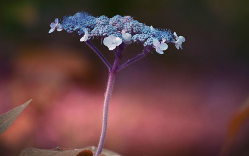 Close-up of purple flowering plant