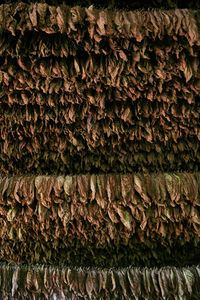 Detail shot of tree trunk in forest