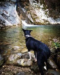 Horse on rock by water