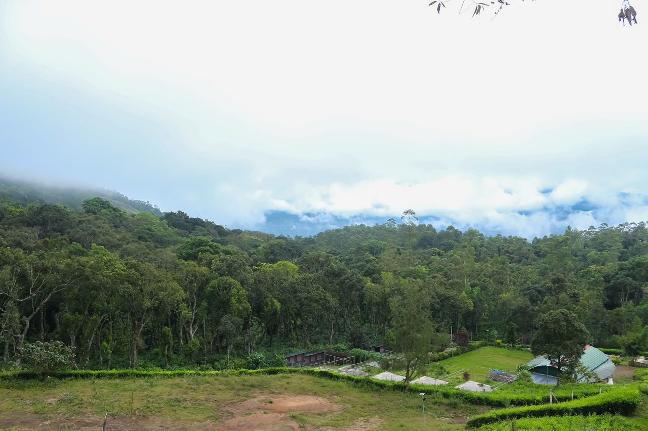 SCENIC VIEW OF TREES AND PLANTS ON FIELD AGAINST SKY