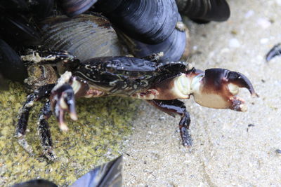 Close-up of crab above mussels on sandy beach