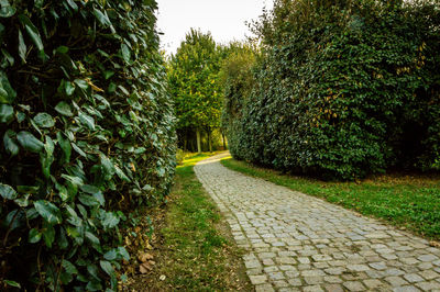 Footpath amidst plants