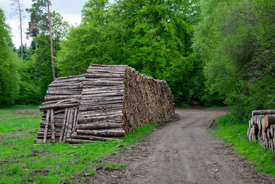 Stack of logs on field in forest