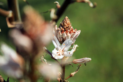 Close-up of white flowering plant