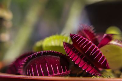 Close-up view of sundew