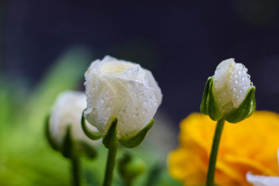 Close-up of wet flower blooming outdoors