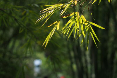 Close-up of green leaves against blurred background