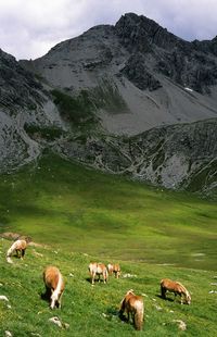 Sheep grazing in a field