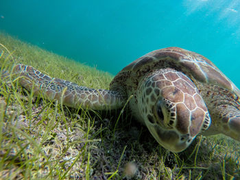 Close up of grass in water