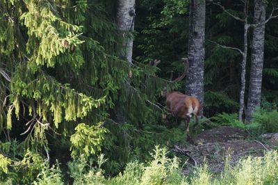 Horse by trees in forest