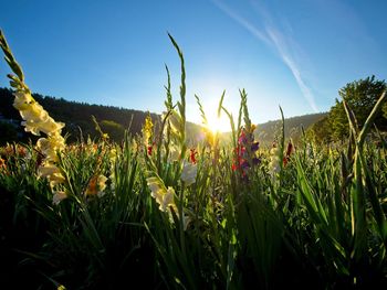 Close-up of flowering plants on field against sky