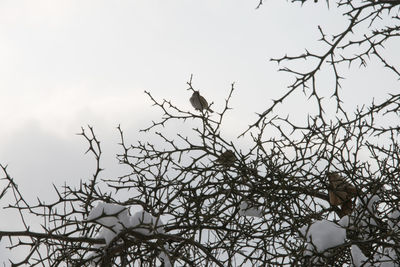 Low angle view of bare tree against sky