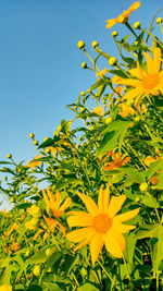 Close-up of yellow flowering plant against clear sky