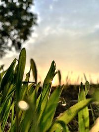 Close-up of crops growing on field against sky