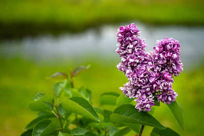 Close-up of pink flowering plant