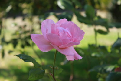 Close-up of pink flower blooming outdoors