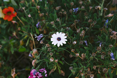 Close-up of white flowering plant